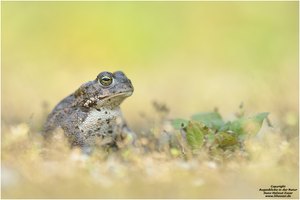 Kreuzkröte (Bufo calamita)