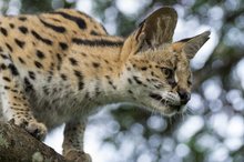 Serval