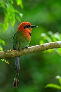 Plattschnabelmotmot