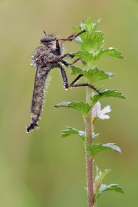 Raubfliege