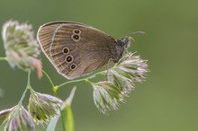 Aphantopus hyperantus