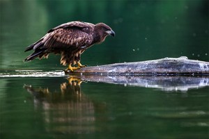 Seeadler (Version 2)