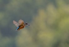 Das ist kein Kolibri...