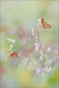 ~ hesperia comma ~