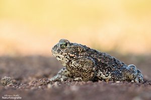 - Bufo calamita -