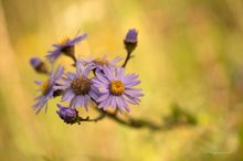 Berg-Aster (Aster amellus)