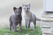 Polarfuchs oder Eisfuchs (Vulpes lagopus, syn. Alopex lagopus)