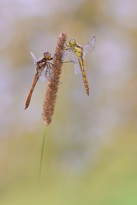 Spätsommerlibellen