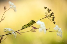 Papilio machaon