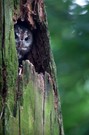 Waldkauz in seiner Höhle
