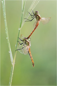 Sumpfheidelibelle