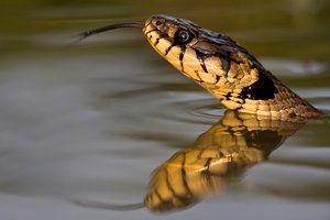 Natrix-Die Schwimmende