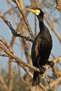 Zum Abschuss freigegeben in Sachsen-Anhalt ;-(