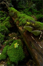 In der Wolfsschlucht