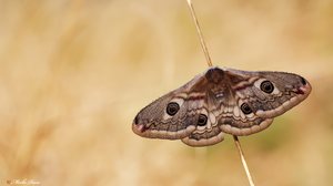 Saturnia pavonia – Kleines Nachtpfauenauge