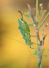 Steppen-Sattelschrecke (Ephippiger ephippiger)