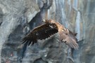Seeadler