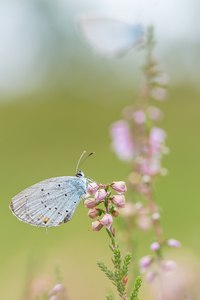 in der Heide