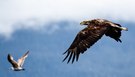 Ein junger Weisskopf Seeadler