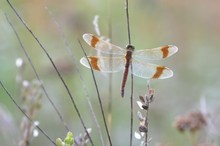 Sympetrum_ pedemontanum