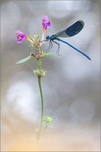 ~ banded demoiselle ~