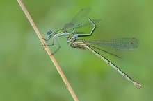 Small Emerald Damselfly