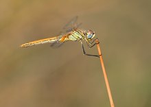 Sympetrum fonscolombii