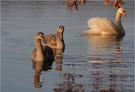 Geschwister Idylle