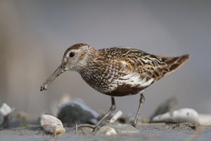 Alpen"schlamm"läufer