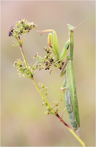 Mantis religiosa