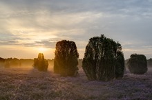 Wacholderheide