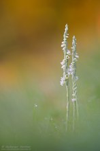 ~ Spiranthes spiralis ~