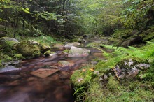 Im Tal der Feuersalamander