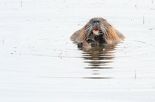 Nutria