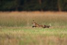 Fliegender Fuchs