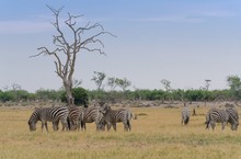 Steppenzebras