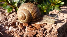 Weinbergschnecke (Helix pomatia)