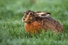 Feldhase (Lepus europaeus)