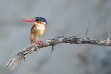 Malachite Kingfisher