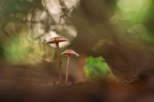 Zwei Pilze im Wald