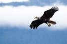 Weiskopfseeadler im Anflug