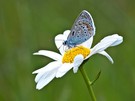 Ein Gruß vom Sommer