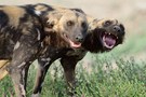 African wild dog