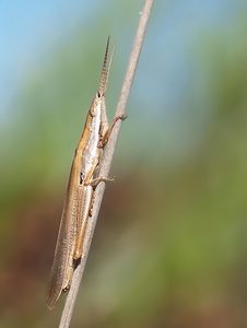 Nasenschrecke (Brachycrotaphus tryxalicerus)