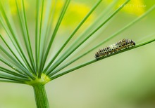 Baby Schwalbenschwanz-Raupe