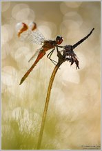 Gebänderte Heidelibelle (Sympetrum pedemontanum)