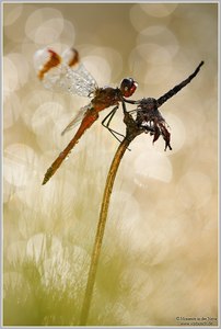 Gebänderte Heidelibelle (Sympetrum pedemontanum)