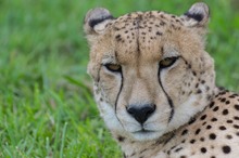 Gepard