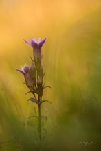 Deutscher Fransenenzian (Gentianella germanica)