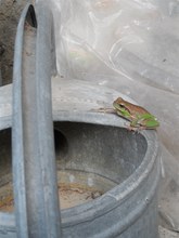 Neugieriger Laubfrosch